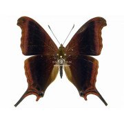 MARPESIA ZERYNTHIA 